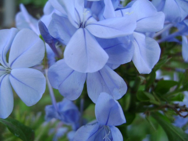 Plumbago
